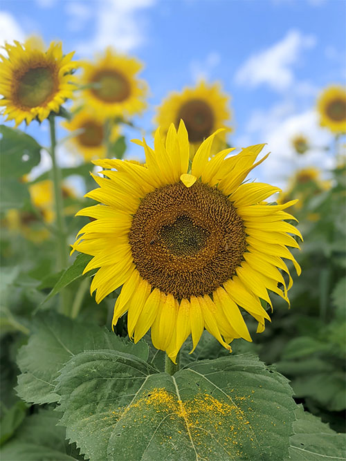 sunflower with bees